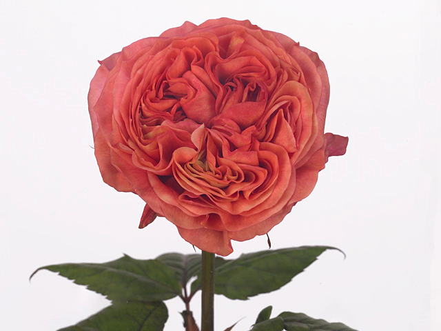 Rosa large flowered Glory Days!