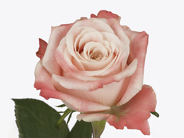 Rosa large flowered Yashika