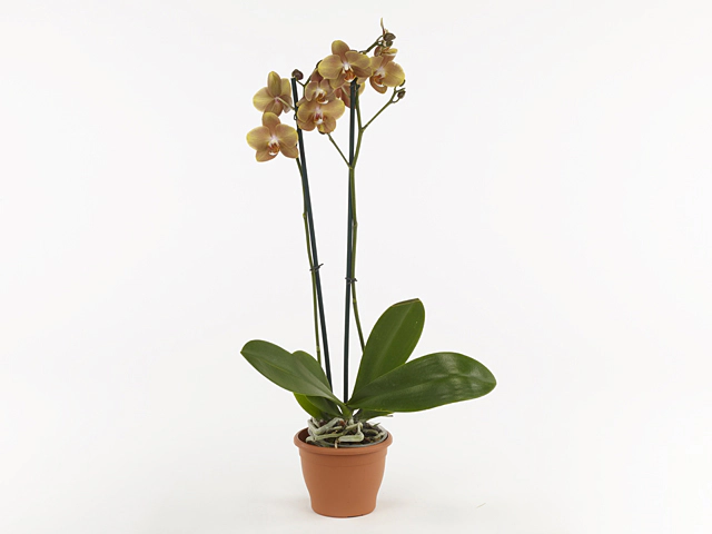 Phalaenopsis 'Sion 3500'