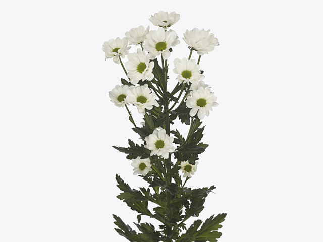 Chrysanthemum (Indicum Grp) spray santini AAA Bowie