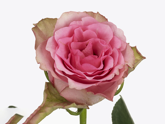 Роза крупноцветковая "Lovely Rhodos"