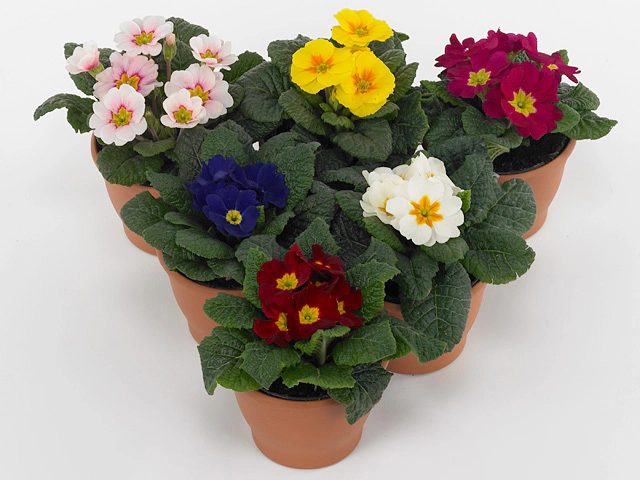 Primula (Acaulis Grp) Danova mixed