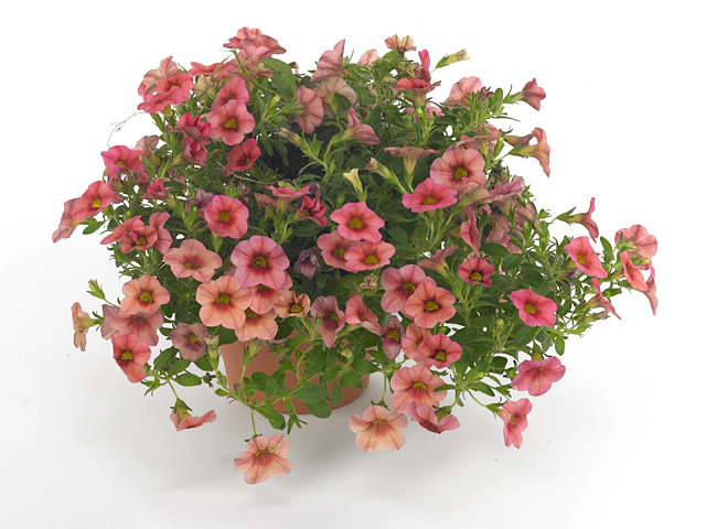 Калибрахоа "Sj Terpstra"