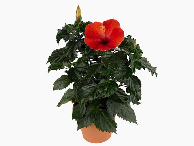 Hibiscus rosa-sinensis 'Volcano'