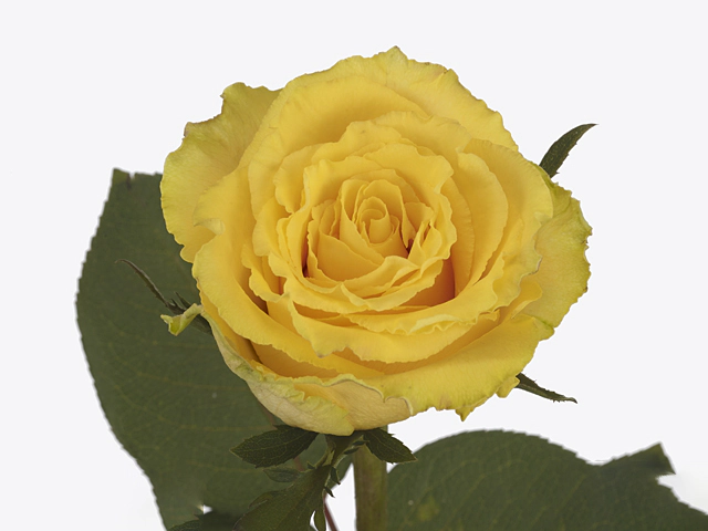 Роза крупноцветковая "Golden Times"