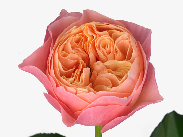 Rosa large flowered Soprano!