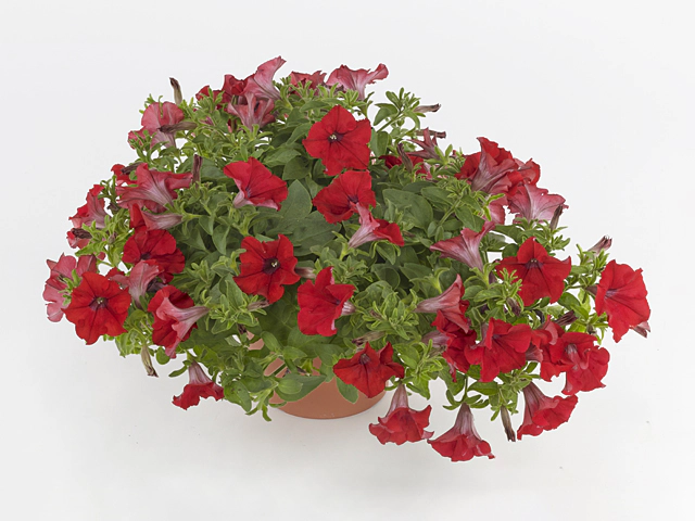 Petunia Surfinia Trailing Red 18