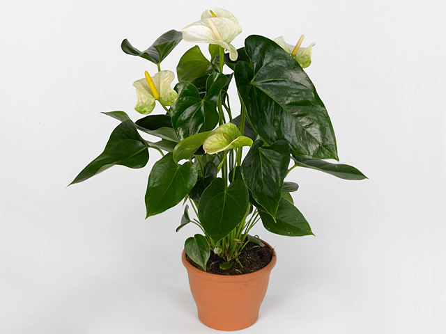 Anthurium (Andreanum Grp) Sharade White