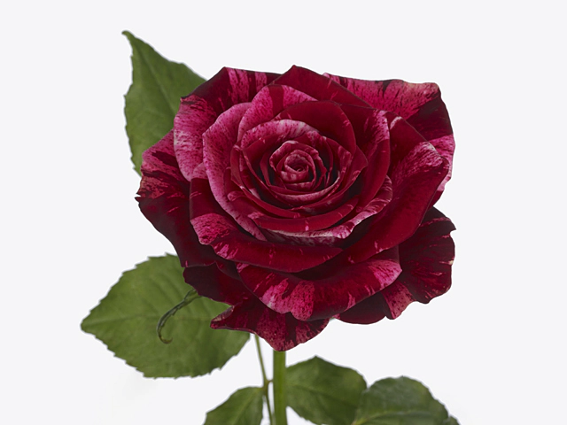 Роза крупноцветковая "Red Storm!"