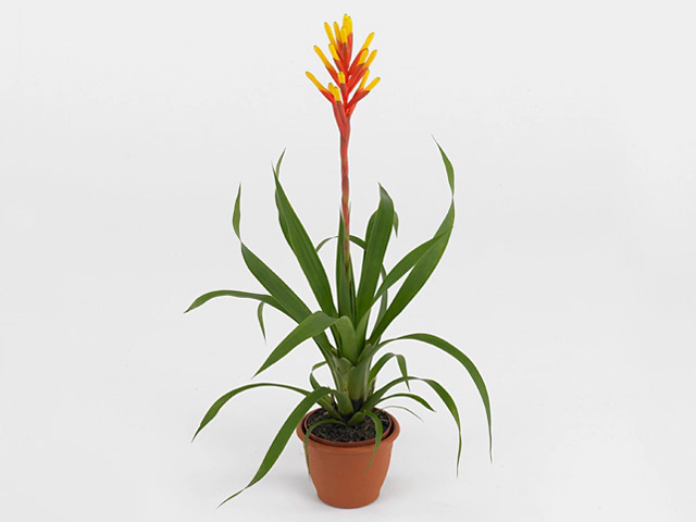 Guzmania dissitiflora 'Gemma'