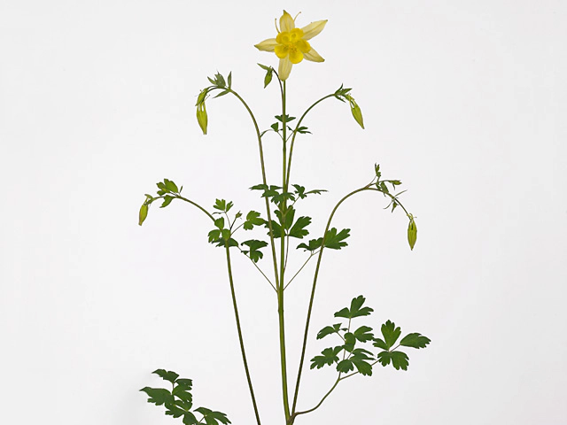 Aquilegia chrysantha 'Yellow Queen'