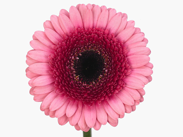 Гербера мини "Isabelle"