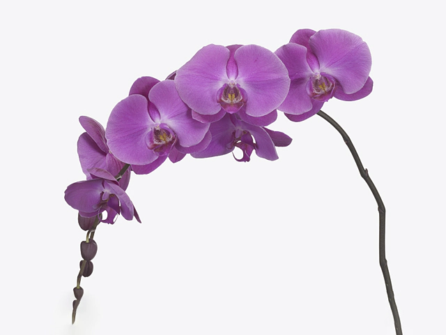 Phalaenopsis per branch 'Victorian Princess'