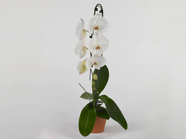 Phalaenopsis Elegant Cascade