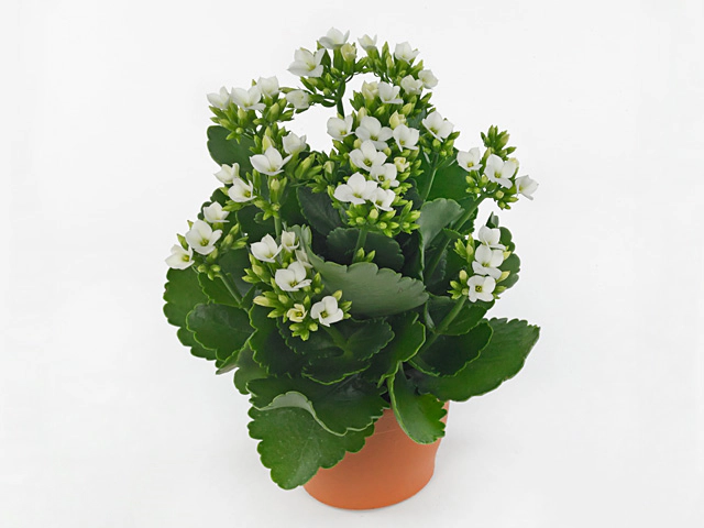 Kalanchoe blossfeldiana single Kikai White