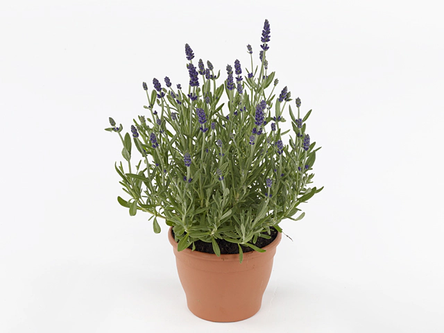 Lavandula angustifolia 'Ardèche Blue'