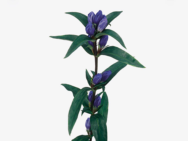 Gentiana triflora 'Royal Blue'