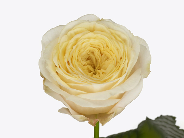 Роза крупноцветковая "Chester Square"