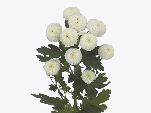 Chrysanthemum (Indicum Grp) spray santini Smartie White