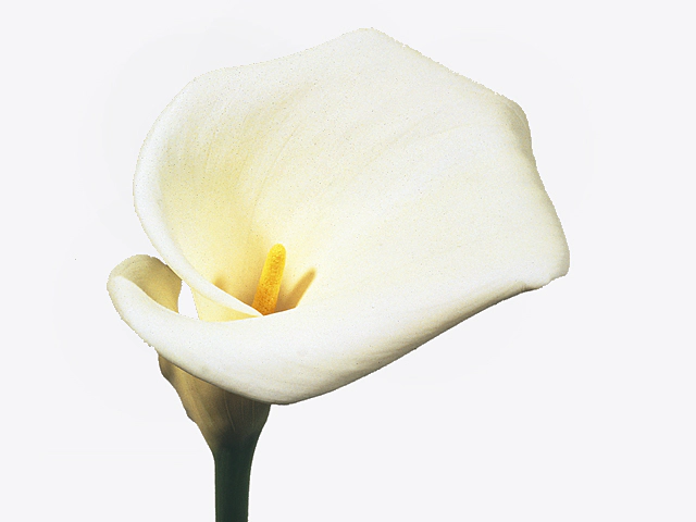 Zantedeschia aethiopica 'Colombe de la Paix'