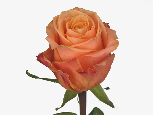 Роза крупноцветковая "Olympus@"