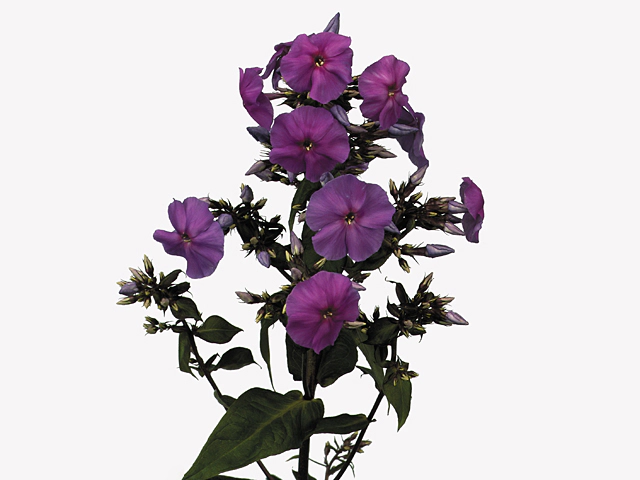 Phlox (Paniculata Grp) 'Amethyst'