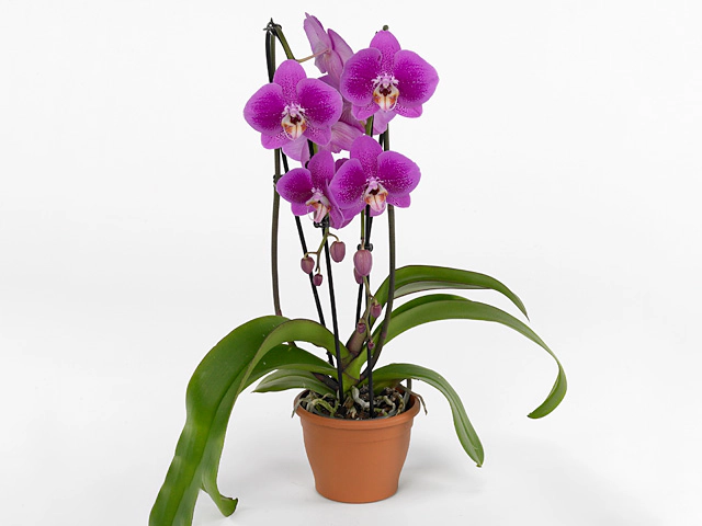 Phalaenopsis 'Corazon'