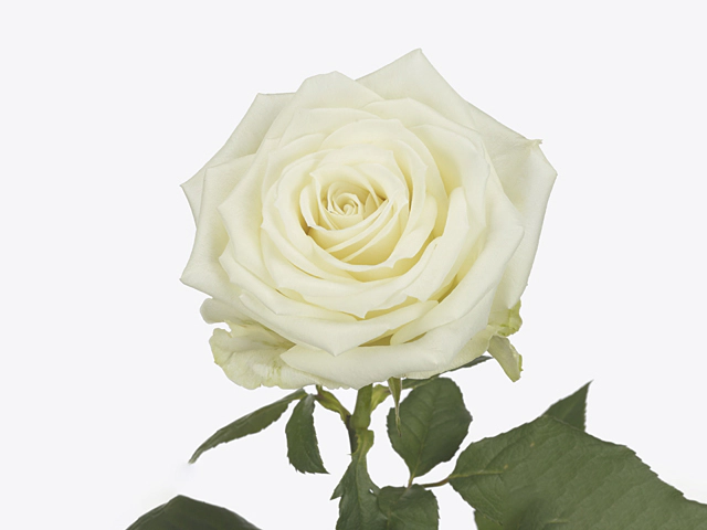 Роза крупноцветковая "Nova Vita"