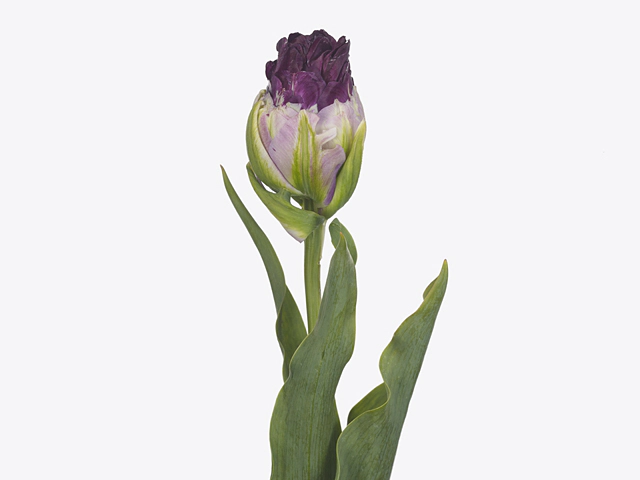 Tulipa (Double Late Grp) 'Wow'