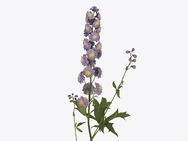 Delphinium (Elatum Grp) double flowered Premium Neon Sensation