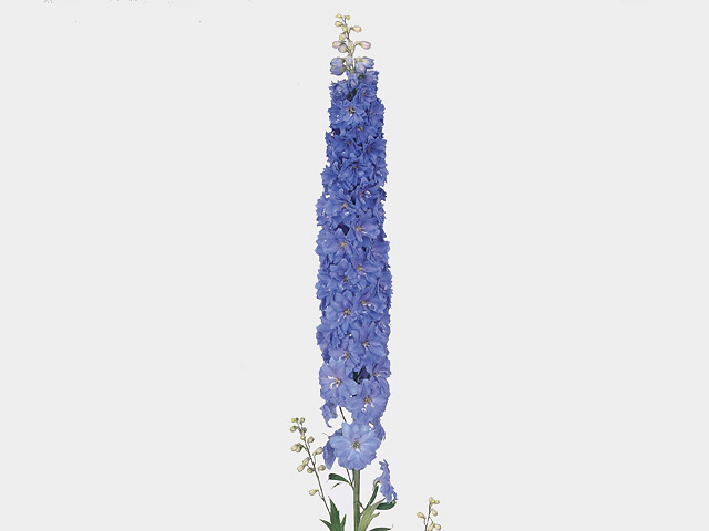 Delphinium (Elatum Grp) double flowered Blue Indulgence