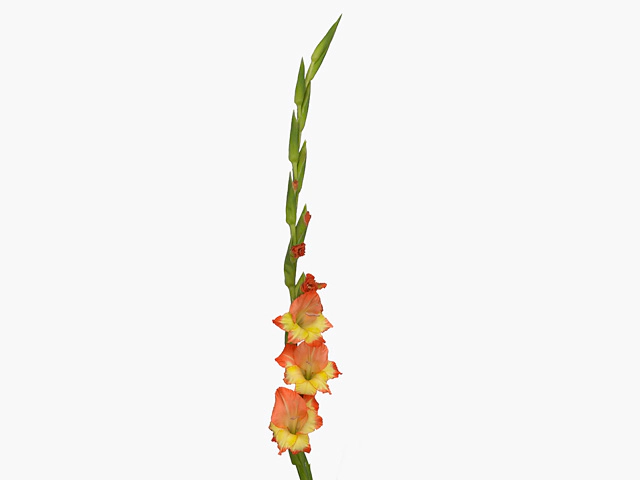 Гладиолус мелкоцветковый "Prinses Margaret Rose"