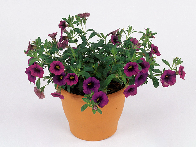 Калибрахоа "Minifamous Dark Blue"