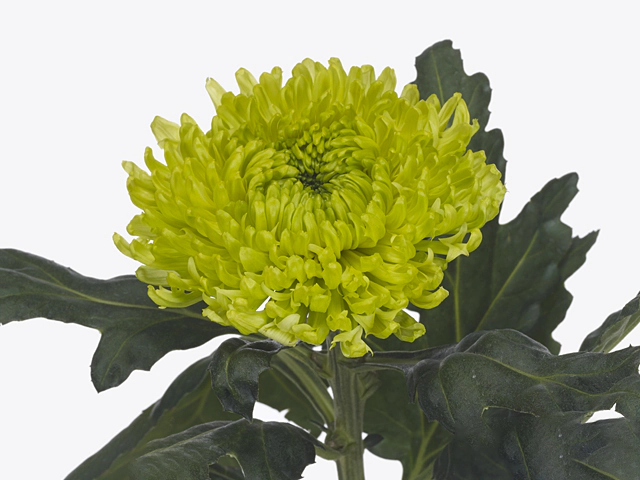 Chrysanthemum (Indicum Grp) disbudded Skater