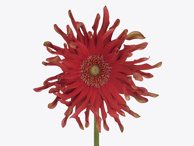 Gerbera large flowered curl-shaped 'Pasta Pomodoro'