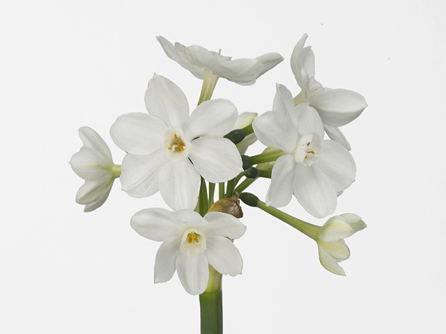 Narcissus (Tazetta Grp) 'Ziva'