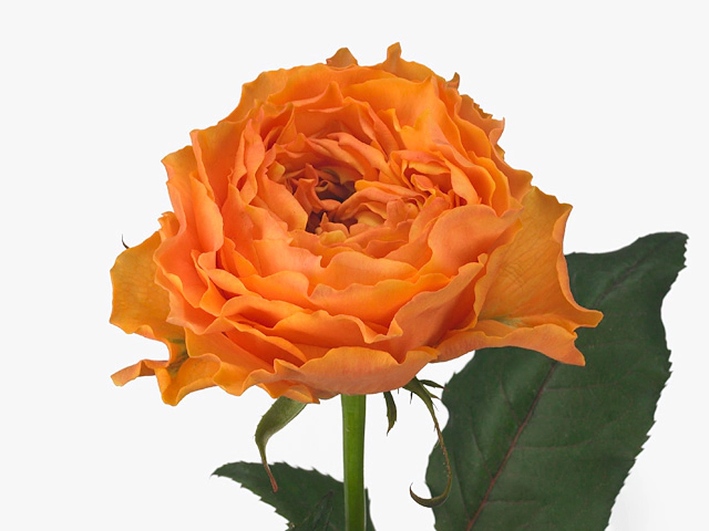 Rosa large flowered Caraluna@