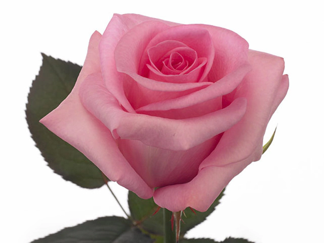 Роза крупноцветковая "Blushing Akito"