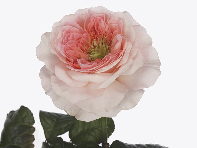 Роза крупноцветковая "Annesley!"