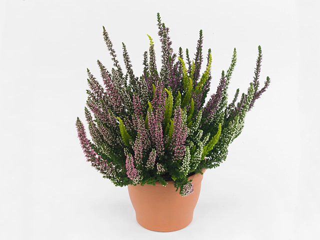 Calluna vulgaris High Five mixed
