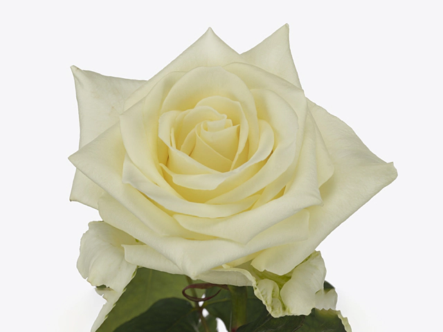 Роза крупноцветковая "Annabel!"