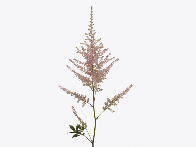 Astilbe (Japonica Grp) 'Avalanche'