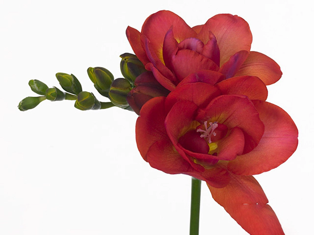 Freesia double flowered 'Red Bell'