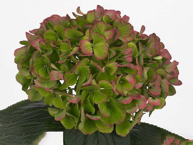 Hydrangea macrophylla Suzanne (classic)