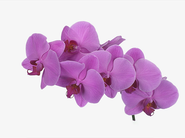 Phalaenopsis per flower Anthura Memphis