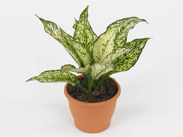 Aglaonema costatum 'First Diamond'