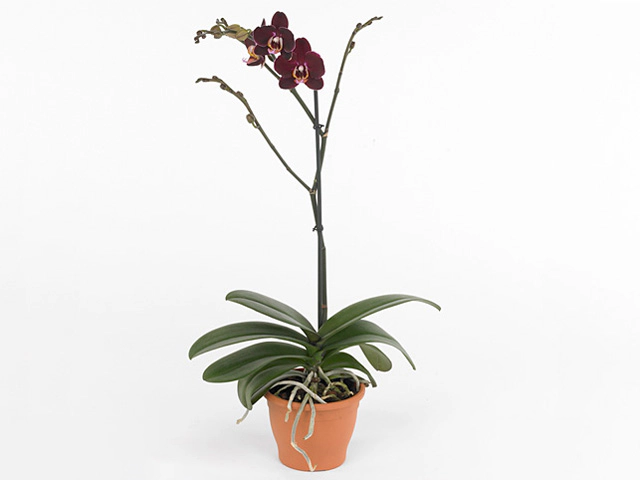 Phalaenopsis Elegant Debora