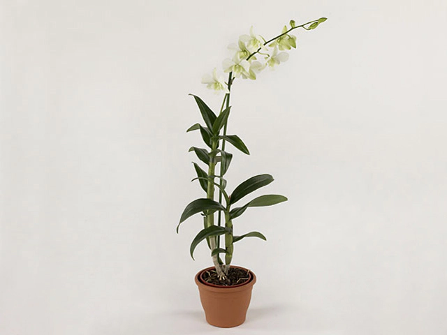 Dendrobium phalaenopsis 'Ema White'