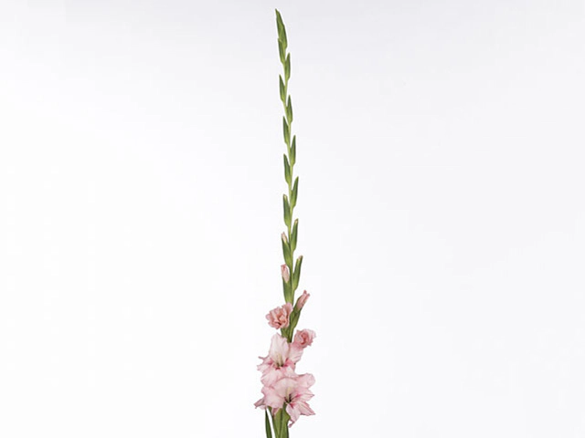 Gladiolus (Large-flowered Grp) 'Adrenalin'