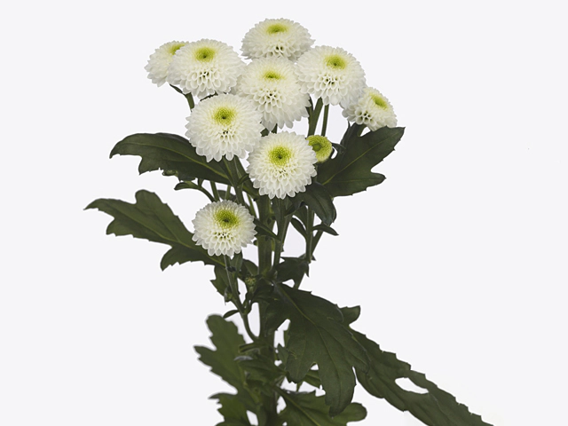 Chrysanthemum (Indicum Grp) spray santini Russell
